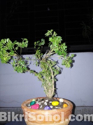 Bonsai tree for beginner.